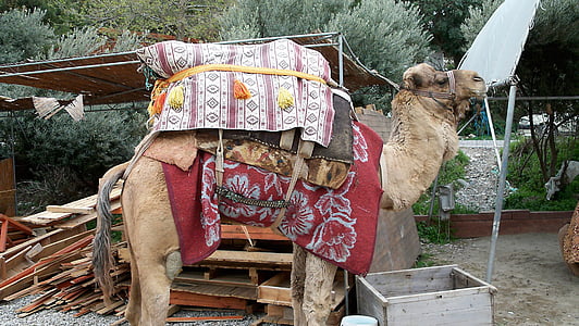camelo, dromedário, deserto, Turquia, safári, animal, corcunda