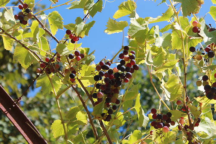 vine, grape, france, nature, clusters, summer, red