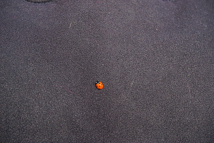 Ladybug, bille, liten, heldig sjarm, rød, bakgrunner, mønster