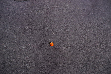 Marienkäfer, Käfer, kleine, Glücksbringer, rot, Hintergründe, Muster