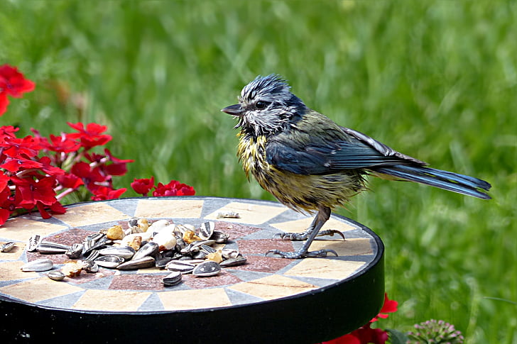 oiseau, tit, Mésange bleue, jeune cyanistes caeruleus, recherche de nourriture, jardin