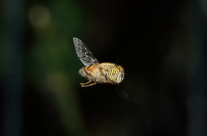 Diptera, syrphus, eristalinus, макрос, насекоми, пчела