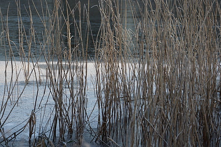 Danau, musim dingin, embun beku, es krim, SIV, Denmark, alam