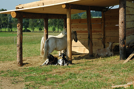 germany, stall, horses, goats, farm, rural, shed