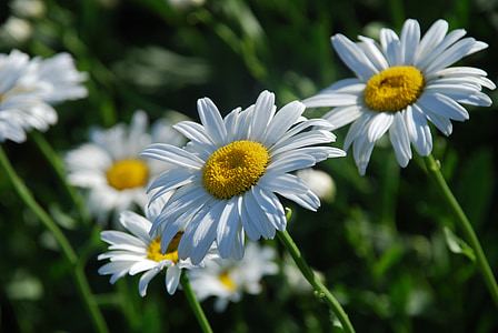 daisies, summer, meadow flower
