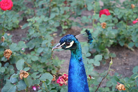 bird, rose, peacock, nature, feather, animal, wildlife
