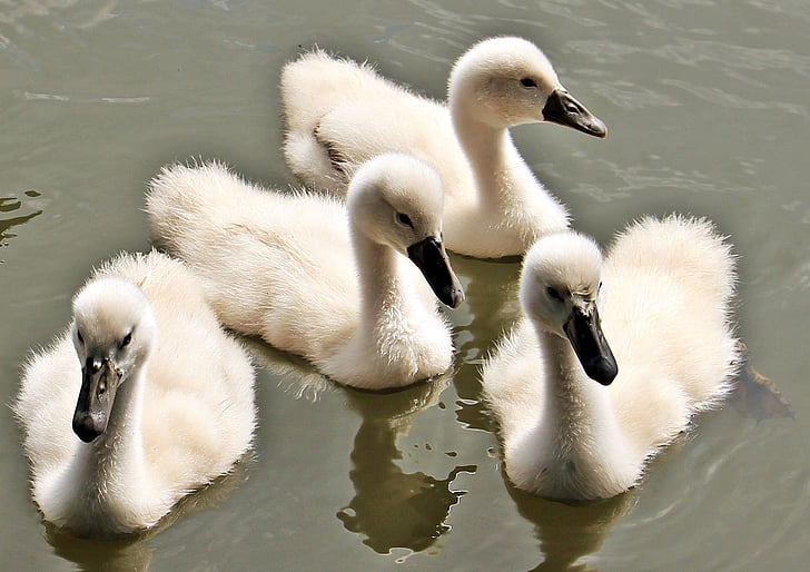 swan, baby swan, baby swans, water, water bird, cute, plumage