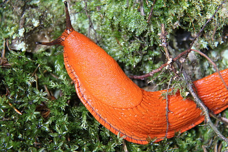 snail, large, orange, macro, close-up, crawling, grass