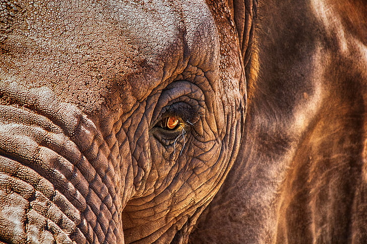 slon, oči, blizu, Afrika, Proboscidea, kožo, divjine