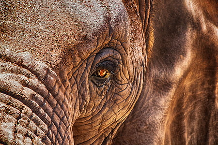 elephant, eye, close, africa, proboscidea, skin, wilderness