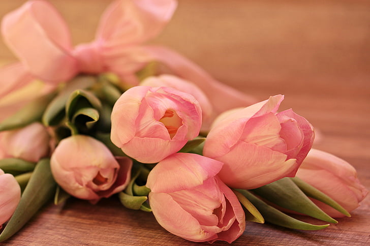 tulips, tulipa, flowers, schnittblume, breeding tulip, spring, early bloomer