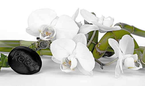 orchidea, orchidea virág, bambusz, szerencse bambusz, kikapcsolódás, helyreállítási, egyensúly