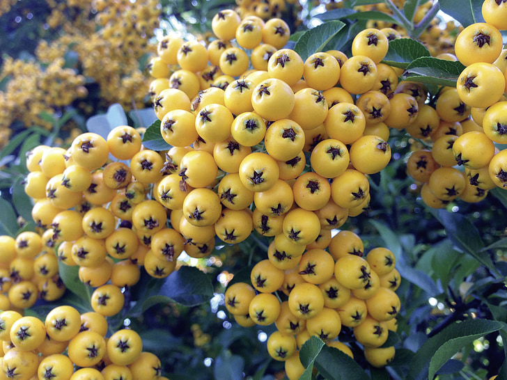 Rowan, gul, Pyracantha, firethorn, frugter, hedge, bær