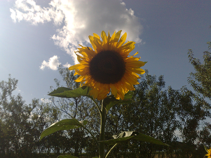Sonnenblume, allein, Natur