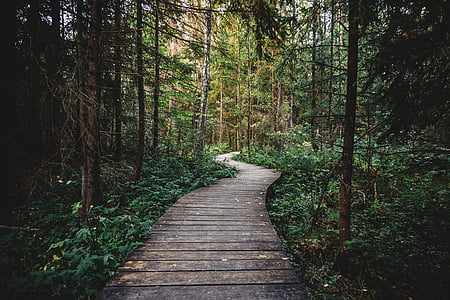 Pathway, omgitt, grønn, blad, trær, skog, skogen