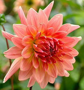 Dahlia, blomst, skønhed, Smuk, flora, Pink, close-up