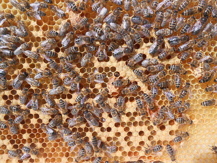 njihovega pelerine, čebela, medu, celice, SKP, cvetni prah, brnenje