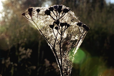 gräs, spindelnät, Rosa, Dawn, På morgonen, naturen, sommar