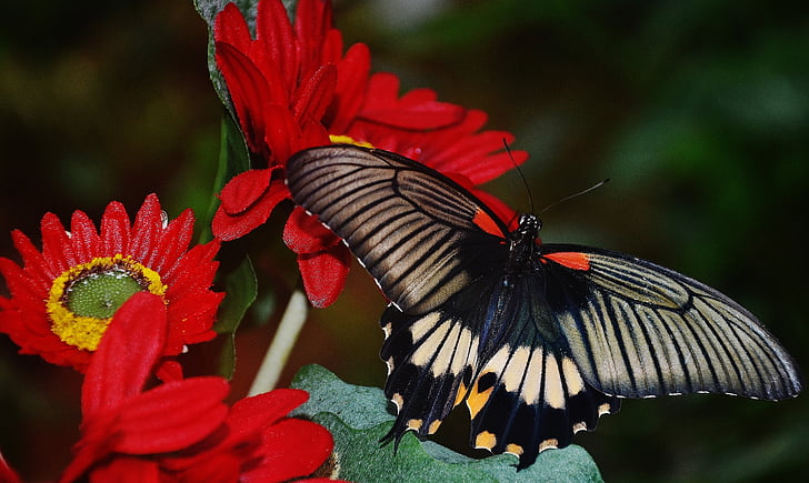 sort, sommerfugl, rød, hvid, insekt, farverige, vinger