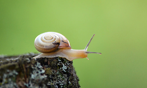 snail, shell, mollusk, probe, crawl, slowly, garden snail
