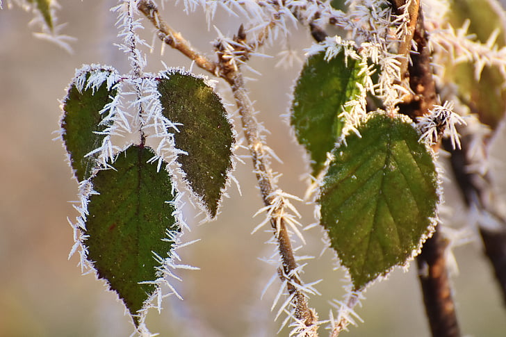 hojas, invierno, Frost, hielo, congelados, helado, naturaleza