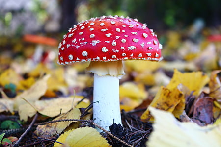 amanita, mushroom, forest, poisonous mushrooms, fungus, toadstool, autumn