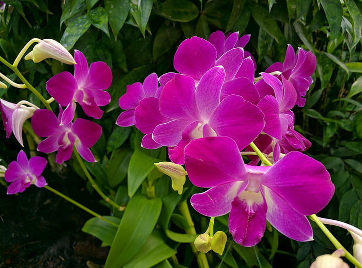 orchidej, květ, závod, růžová, Příroda, růst, žádní lidé