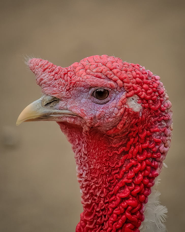 turkey, profile, picture, bird, animal, red, nature