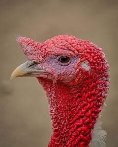 Турция, профиль, фотография, птица, животное, красный, Природа