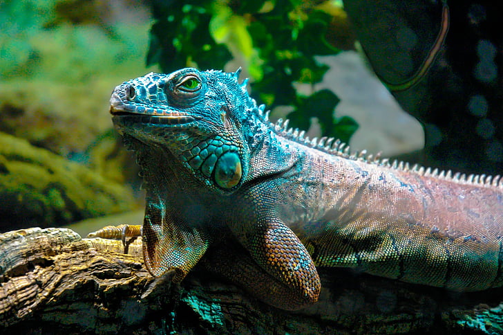 iguana, dragons, reptile, lizard, scale, close