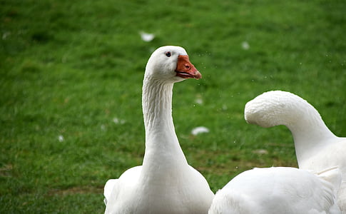 geese, range, bird, feather, poultry, goose beak, happy geese