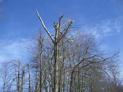 albero, rottura superiore, danno della tempesta, frattura, tempesta, Registro, annullata
