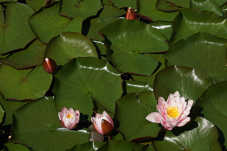 water lilies, flowers, pond, aquatic plant, water, pink, flower