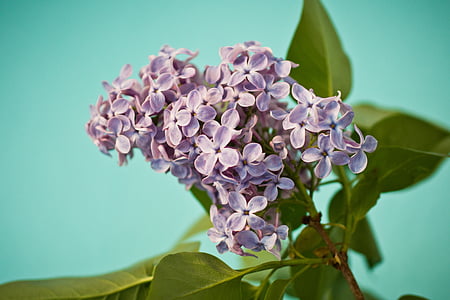 lilac, syringa, bush, purple, violet, bloom, olive crop