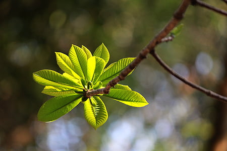 lente, blad bud, Vietnam, Sala, natuur, plant, blad