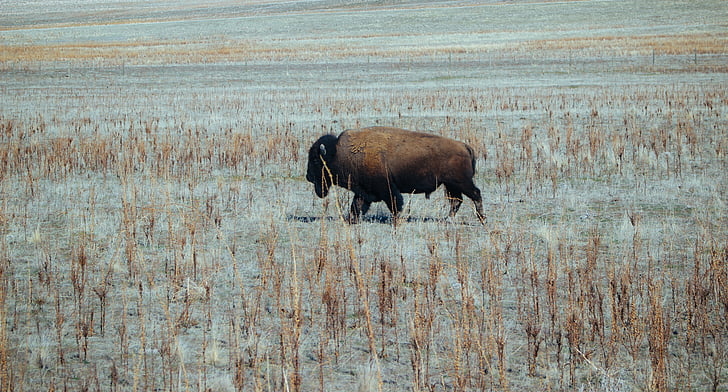 bison, standing, ground, buffalos, buffaloes, one animal, animal themes