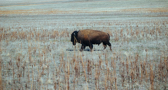 bison, standing, ground, buffalos, buffaloes, one animal, animal themes