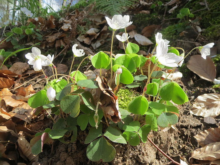 Oxalis acetosella, Wood sorrel, Witte klaverzuring, Wildflower, Flora, plantkunde, plant