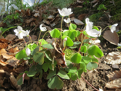 Oxalis acetosella, acetosella, acetosella, Wildflower, Flora, botanica, pianta
