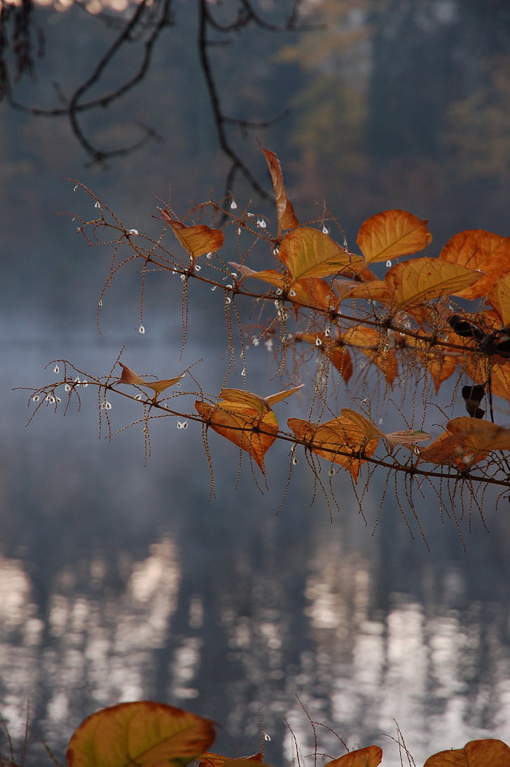 jeseni, listi, jezero, zlati jeseni, padec listje