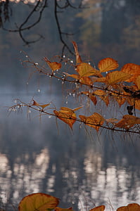 rudens, atstāj, ezers, zelta rudens, rudenī zaļumiem