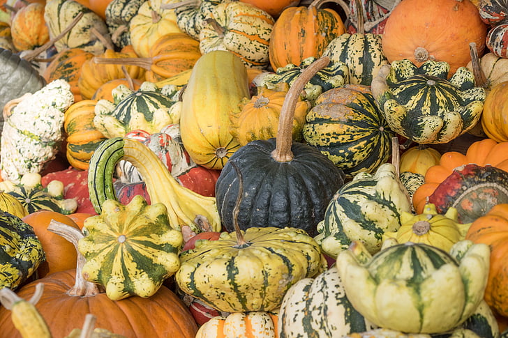 abóboras, Outono, laranja, amarelo, cabaça, decoração, produtos hortícolas