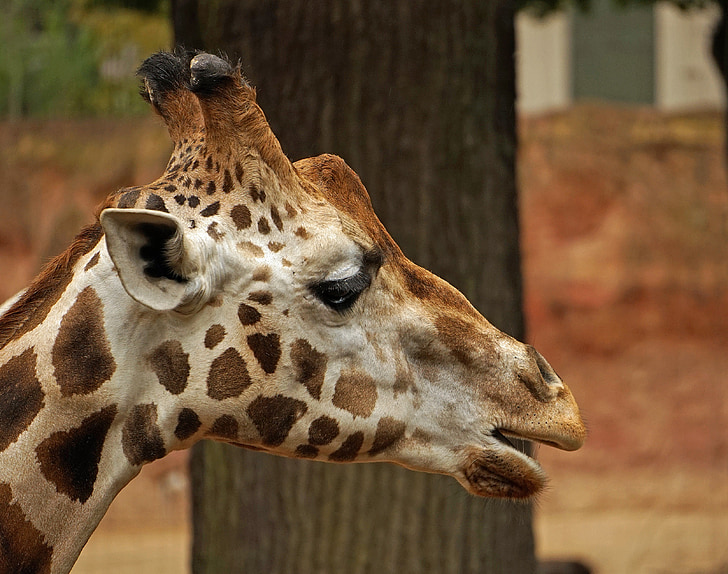 giraff, huvud, Stäng, ansikte, porträtt, giraff huvud, Zoo