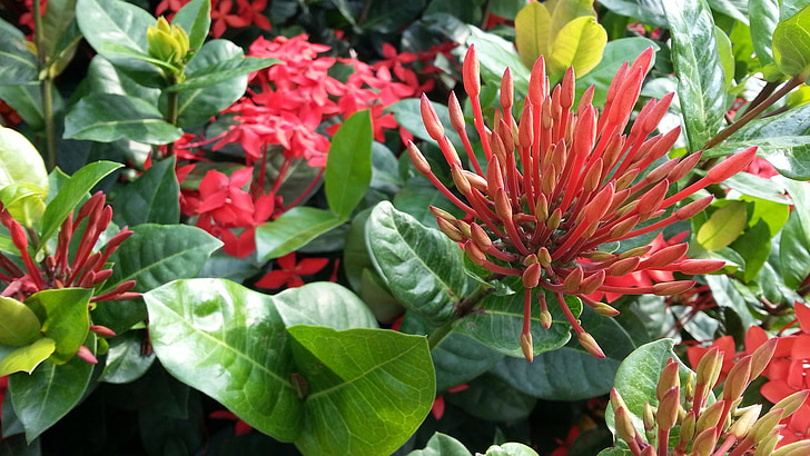 Rote Blumen, Blüte, IXORA Sorte, grüne Blätter, Blütenblätter, Flora, Anlage