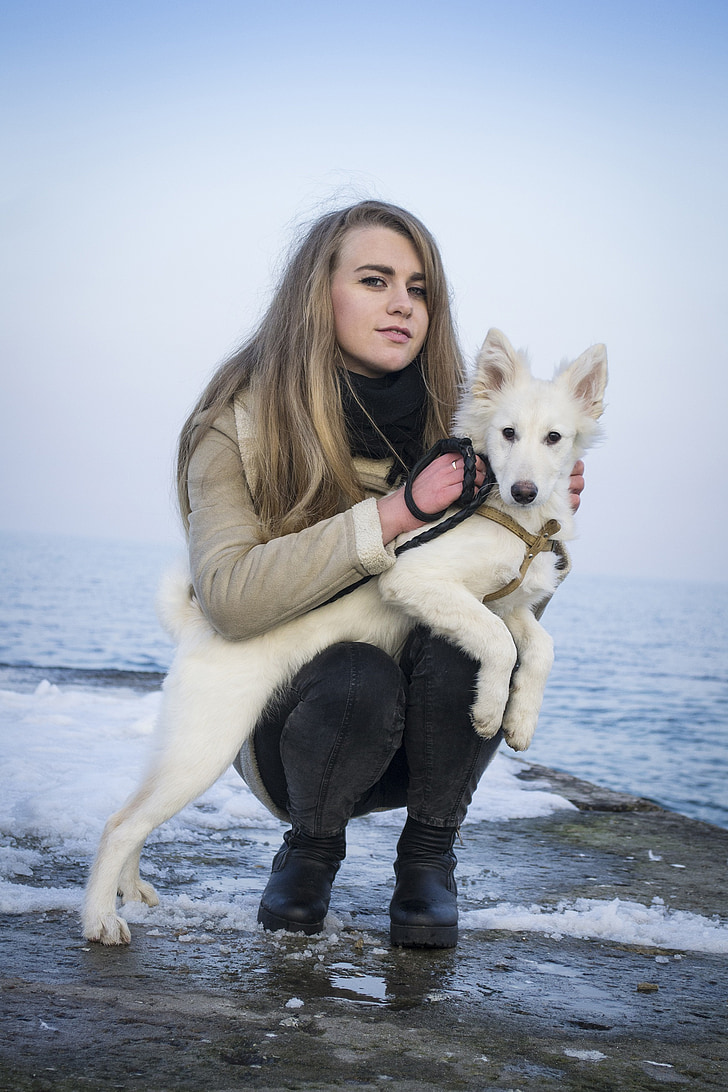 hunden, Laika, dyr, kjæledyr, Arktis, snø, Vinter
