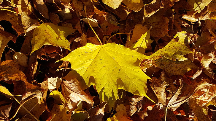 ősz, levél, természet, sárga, barna