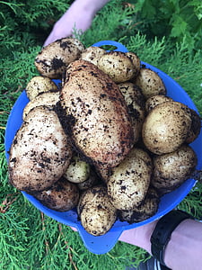 brambory, zelenina, zemědělství, pěstování, jídlo, zelenina, Příroda