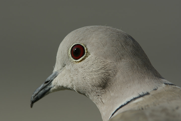 Dove, oko, červené oči, pták, Bill, Příroda