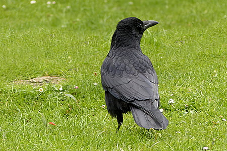raven, bird, corvus, black, foraging, park, one animal