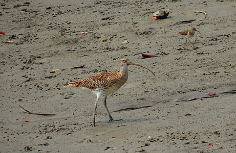 Eurasische Brachvogel, Numenius arquata, Vogel, Sundarbans, Sumpf, Nationalpark, Mangroven